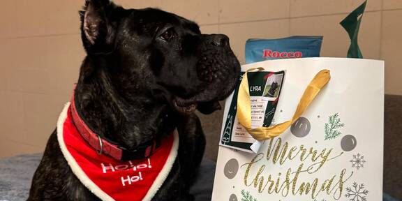 Kuscheldecken bis Leckerlis: TierQuarTier startet Weihnachtsaktion