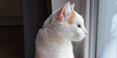 &Uuml;berraschung nach einem Jahr: Vermisster Kater wieder zu Hause