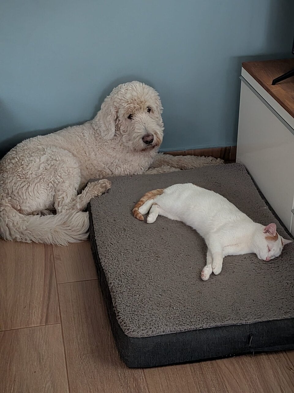 Wiedersehen nach einem Jahr: Vermisster Kater Spot kehrt zu seiner Familie zurück.