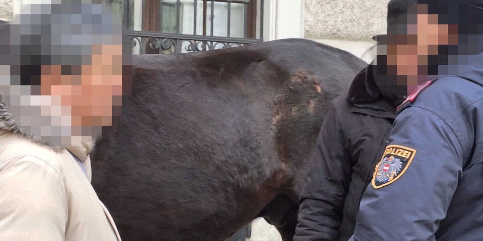 Das Pferd erlitt starke Abschürfungen.