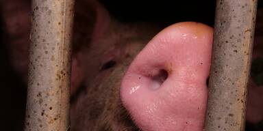 Schweineskandal: Gericht zwingt Hardegg zum Widerruf!