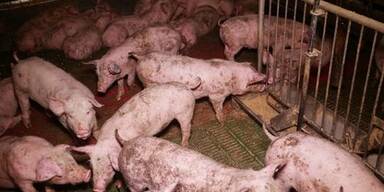 "Skandal-Schweinefabrik": Besitzer darf Tiersch&uuml;tzer nicht "terroristische Organisation" nennen