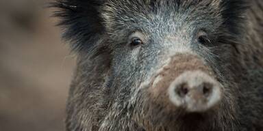 wildschwein