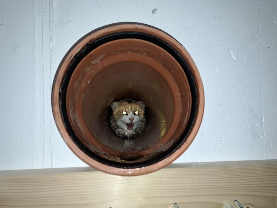 Katze aus Rohr befreit