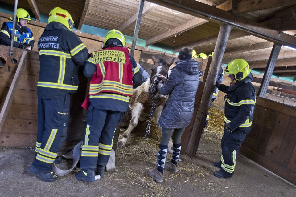 Pferde-Rettung Sammy Pfaffstätten