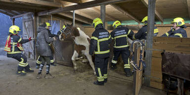 Pferde-Rettung Sammy Pfaffst&auml;tten