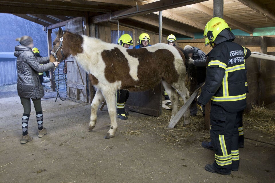 Pferde-Rettung Sammy Pfaffstätten