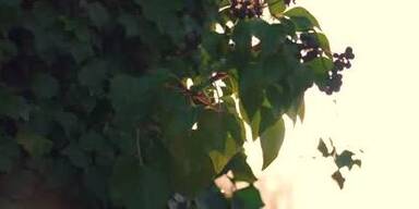 20250307_66_929160_250309_Fruehling.jpg