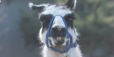 20250307_66_929163_250309_Lama.jpg