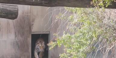 _Tiergarten_schAnbrunn_neues_sibirisches_tigerweibchen_1min45_BM.jpg