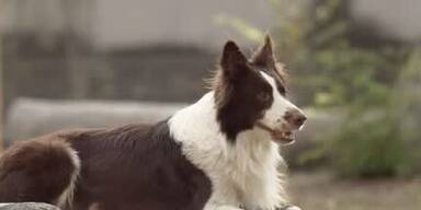 20250328_66_935342_250330_Angrifftrainings_Hund.jpg