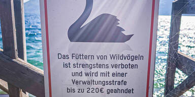Schwäne füttern am Attersee wird teuer.