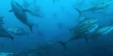 20250512_66_947243_250511_fisch.jpg