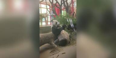 20250514_66_948007_250514_xx_SPLIT_Panda_im_Tierpark_0min21.jpg