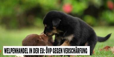 20250602_66_952879_250601_Welpen.jpg