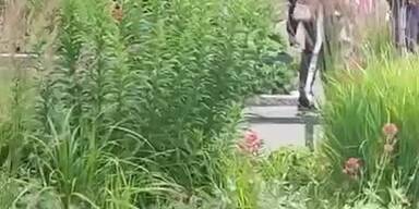 20250617_66_956738_WhatsApp_Video_2025-06-17_um_120357_56a8f708.jpg