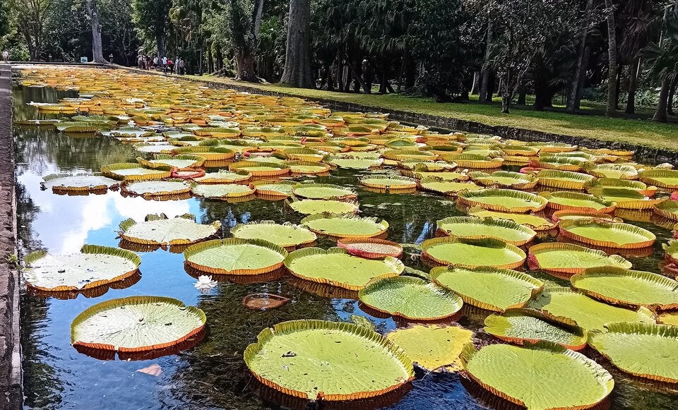 Botanischer Garten Pampelmousses Victoria-Regia, die größte Seerose der Welt.