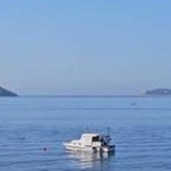 Weißer Hai in der Adria: Zeichen der Hoffnung