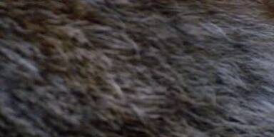 20250704_66_960854_250706_Wolf.jpg