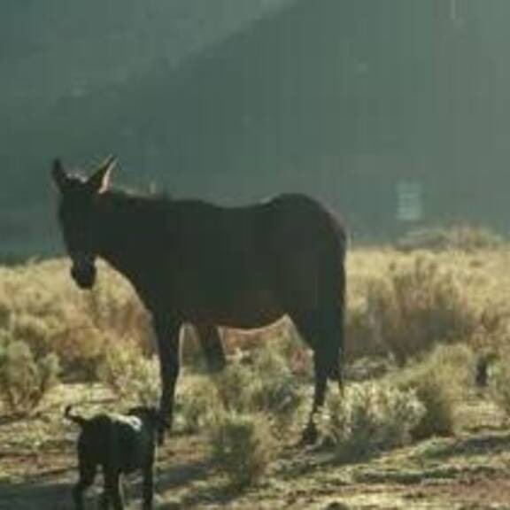 Asterix & Obelix: Zwei Esel gerettet