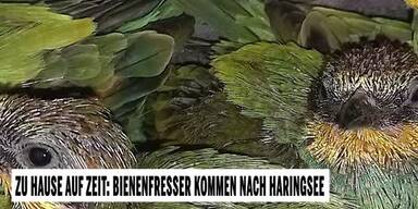 20250725_66_966544_250727_Bienenfresser.jpg
