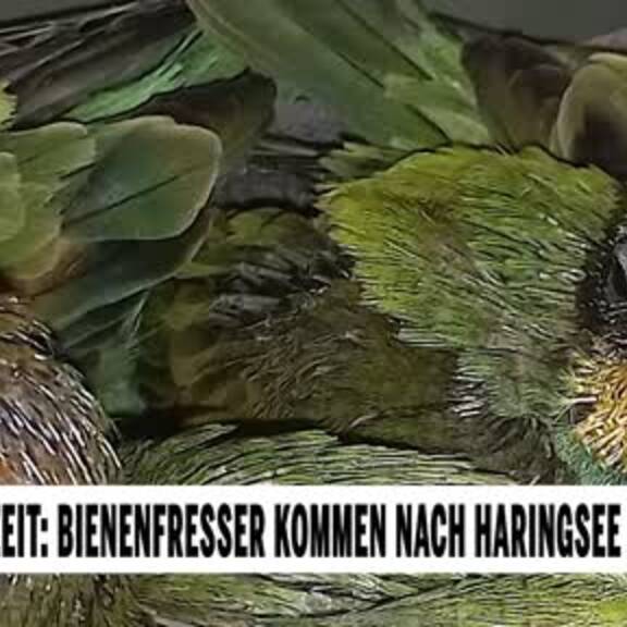 Zu Hause auf Zeit: Bienenfresser kommen nach Haringsee