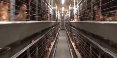 20250725_66_966545_250727_Huhn.jpg