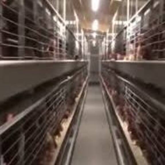 Hühner-Rettung: Vom Käfig in die Freiheit