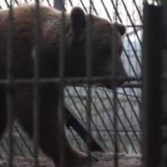 Dunbar: Ein blinder Bär kommt nach NÖ