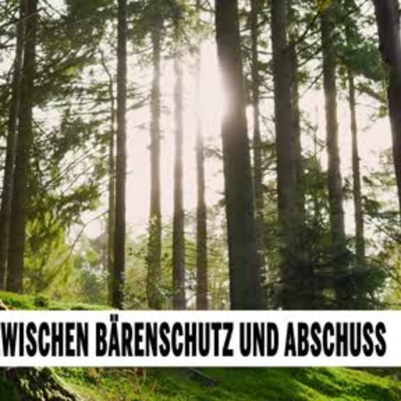 Norwegen: Zwischen Bärenschutz & Abschuss