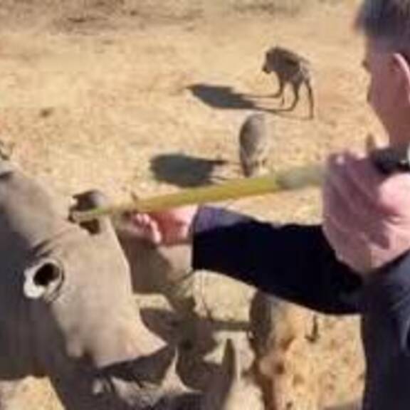 Schutz für Nashörner: Mit Strahlung gegen Wilderei