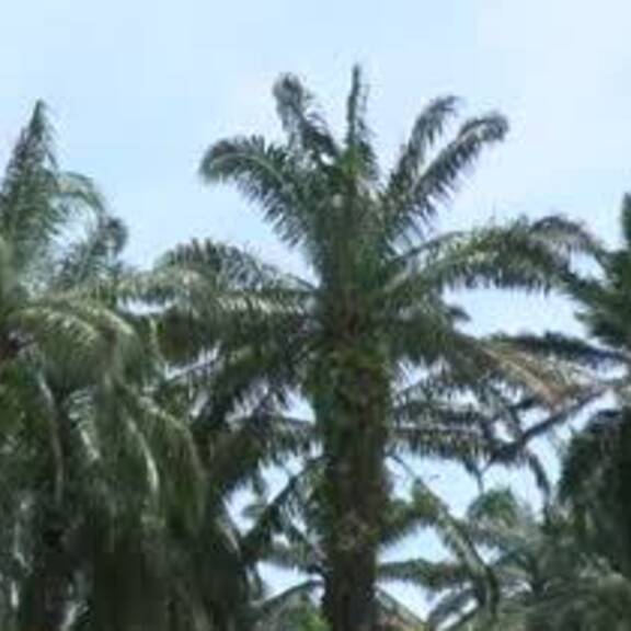 Sind wir schon am Ende der Palmöl-Ära?