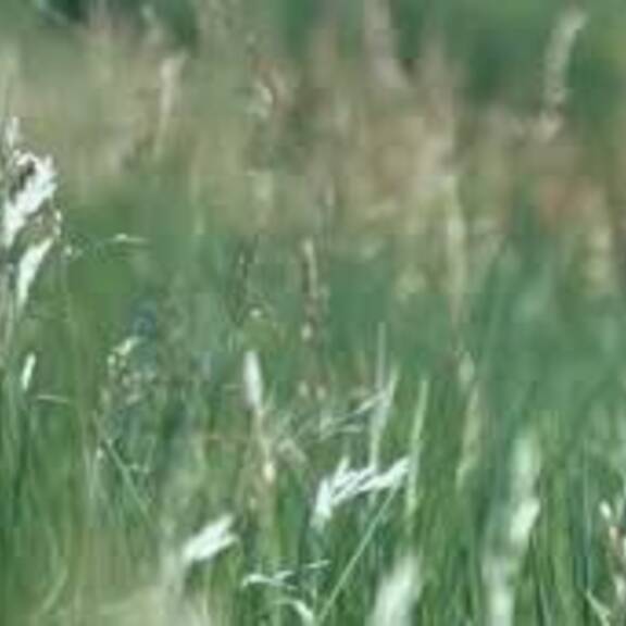 Tipps für das richtige Campen mit Hund