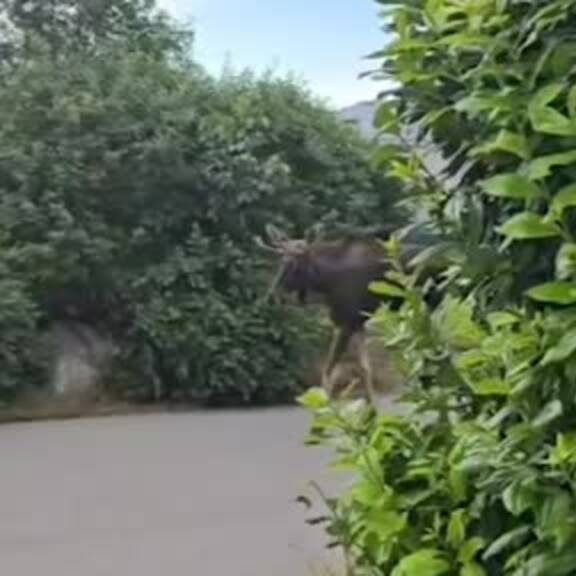 Emil wandert durch Österreich