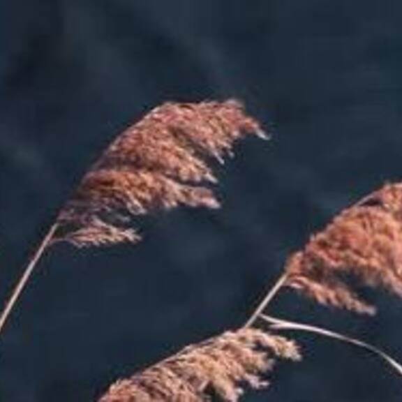 Natura 2000: Europas Lebensnetz für Tiere und Natur