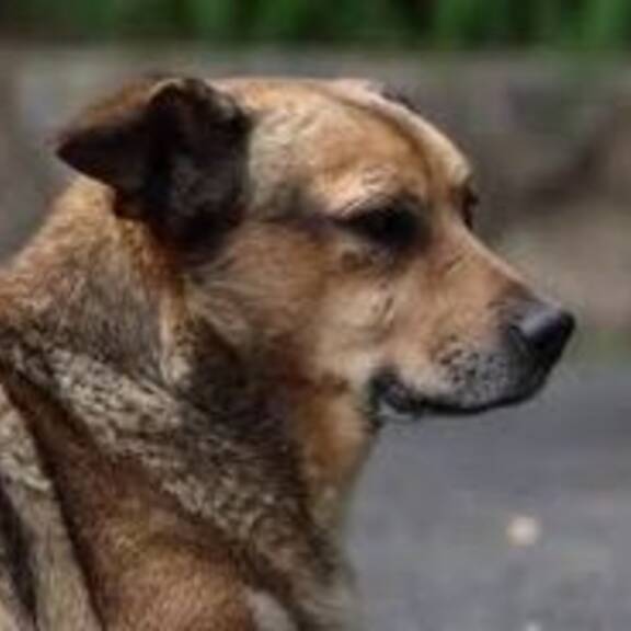 Mensch gegen Straßentier: Konflikt mit Opfern