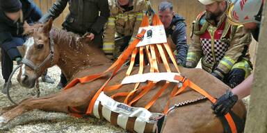 Feuerwehreinsatz - um Pferd beim Aufstehen zu helfen