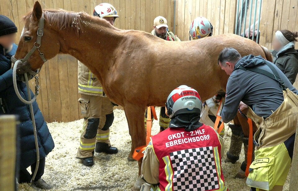 Feuerwehreinsatz - um Pferd beim Aufstehen zu helfen