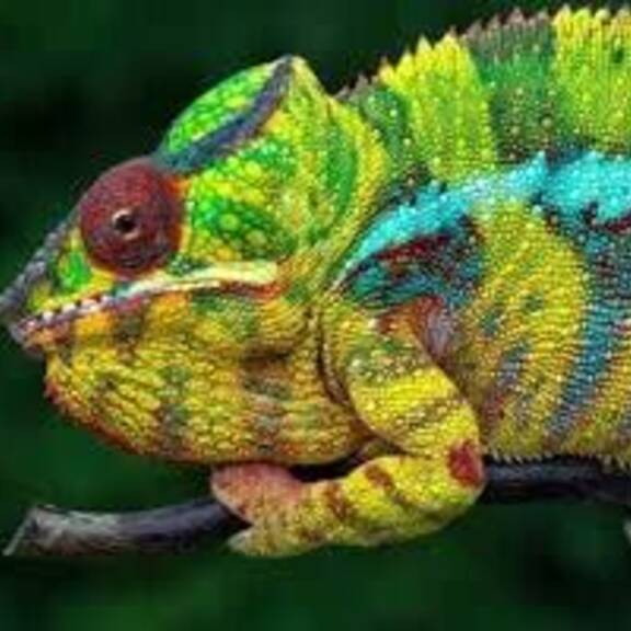 Exoten zu Hause: Schattenseite der Heimtierhaltung