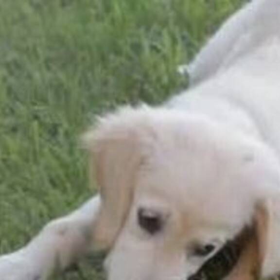 Herz für Hunde: Verantwortung beginnt vor der Anschaffung