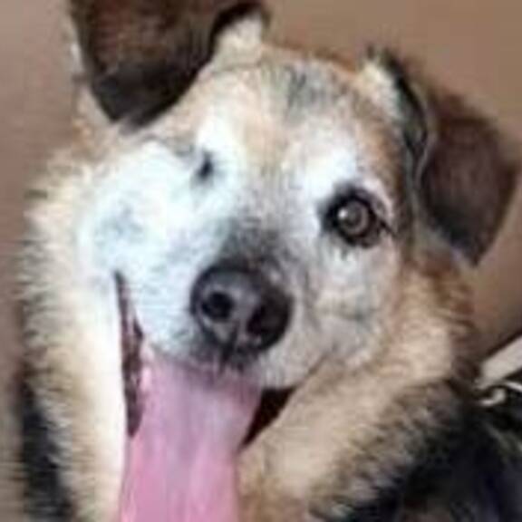 Blinde Hunde suchen ihr Glück und Geborgenheit