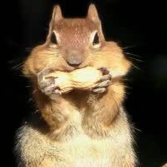 Wildtier-Check 2025: Eichkätzchen beliebtestes Tier