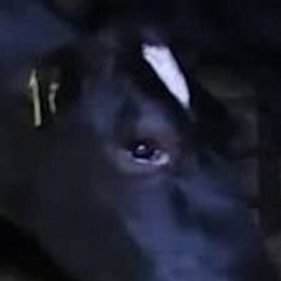 Milch ohne Mutter: Was bedeutet das für Kälber?