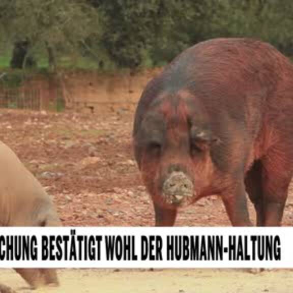 Schweine-Forschung bestätigt wohl der Hubmann-Haltung