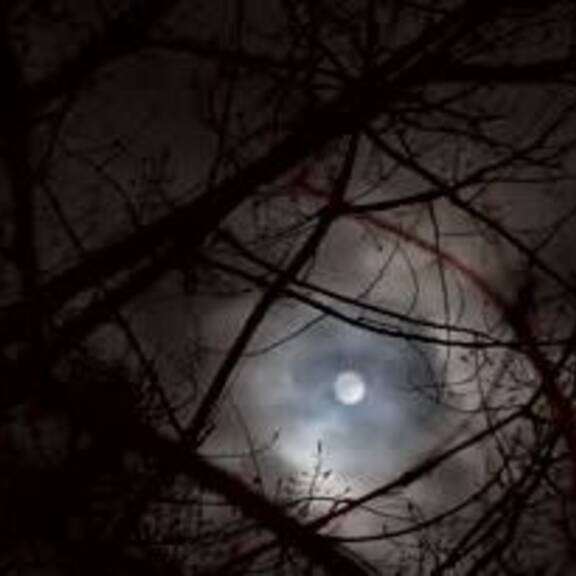 Halloween im Tierreich: Gruselig oder Faszinierend?