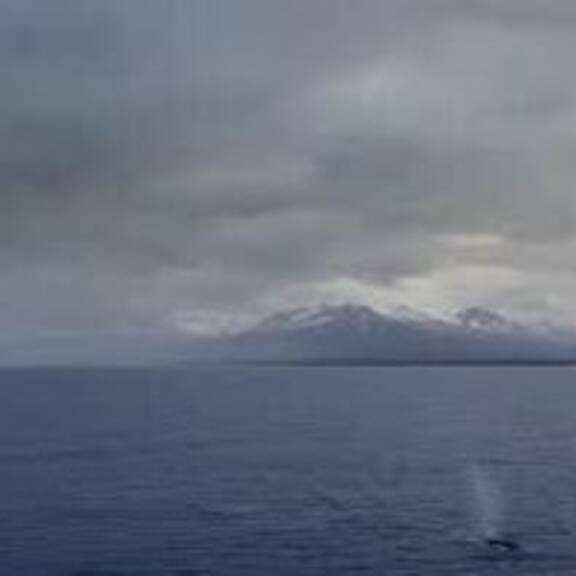 Walfang und Delfinjagd: Das Meer schweigt nicht