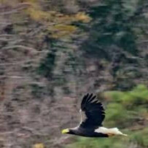 Erfolg für den Tierschutz: Greifvögel kehren zurück