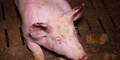 Vollspaltenböden: Schweinehaltung weiter unter Kritik