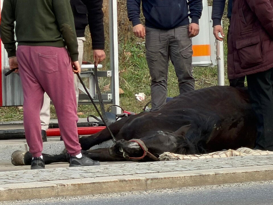 Fiakerpferd bricht zusammen – tot