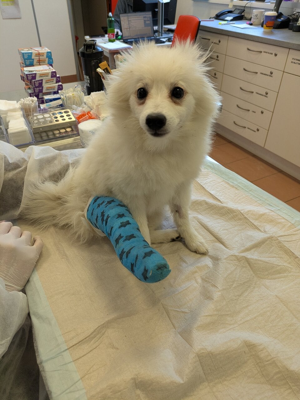 Schon wieder ein verletzter Welpe gefunden: Atsu kämpft sich zurück ins Leben.